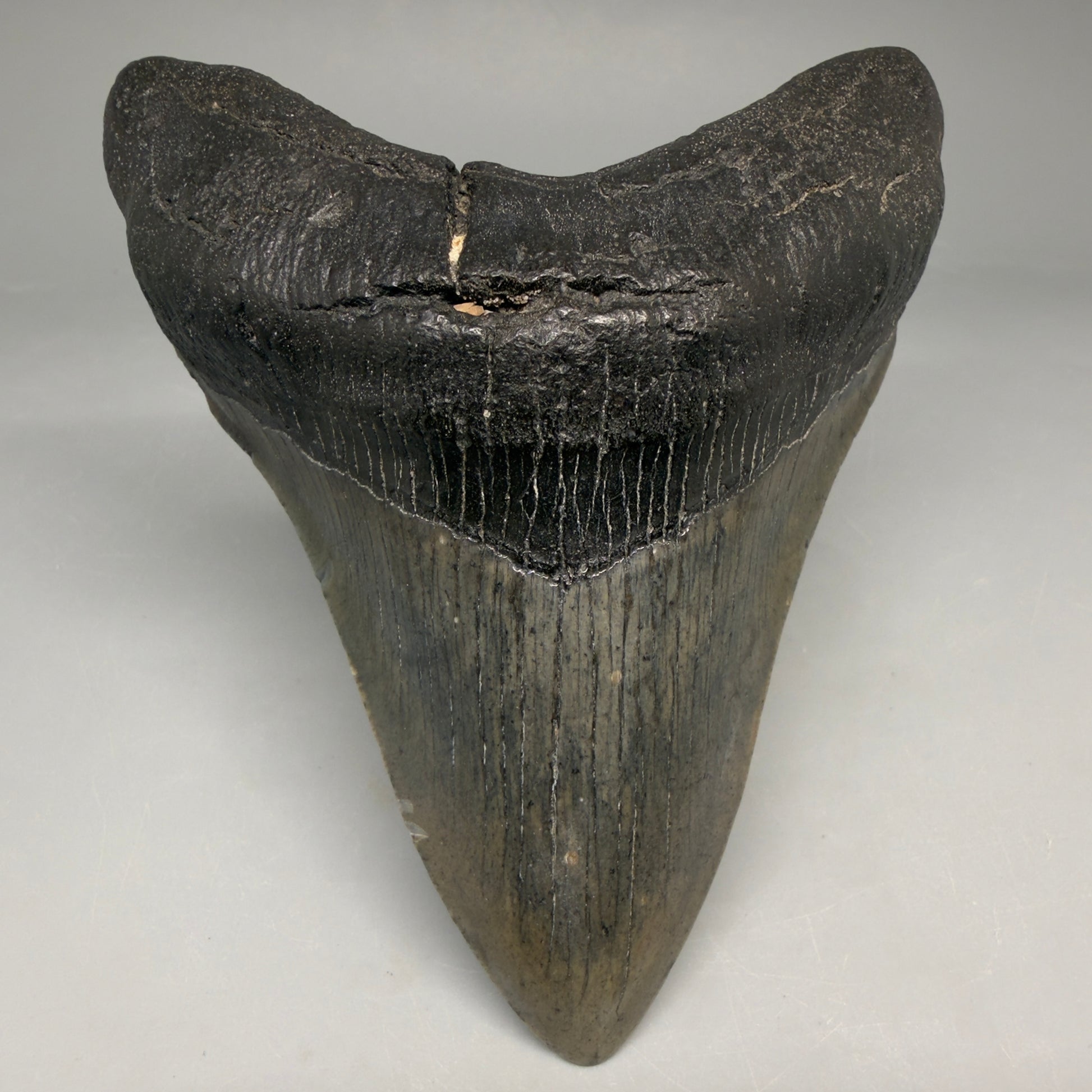 Front View Authentic 4.53" Megalodon Tooth from South Carolina – Great Shape megalodonteeth.com CM6670 - 1