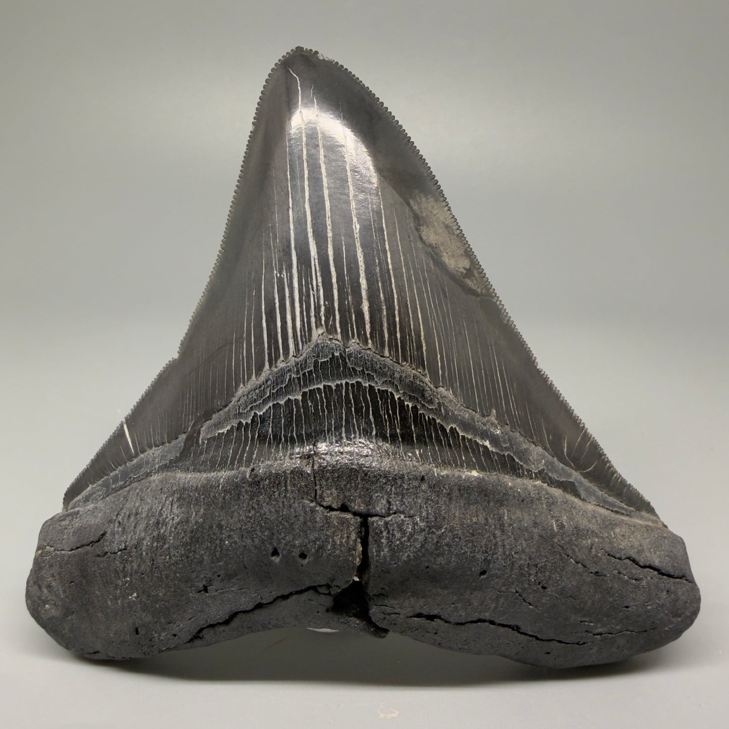 Front View Authentic 4.59" Lateral Megalodon Tooth – Colorful Fossil Megalodon Tooth CM5409