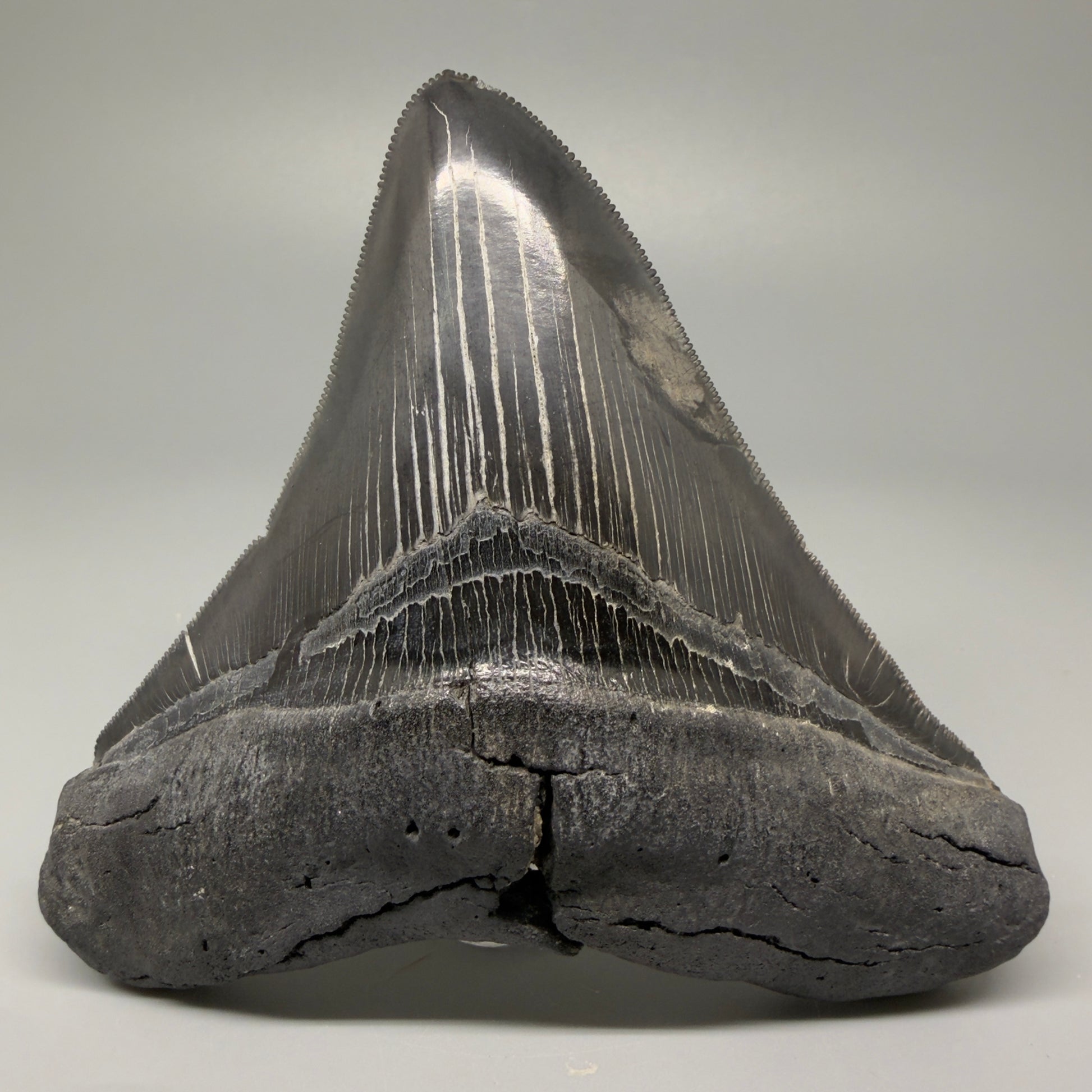 Front View Authentic 4.59" Lateral Megalodon Tooth – Colorful Fossil Megalodon Tooth CM5409