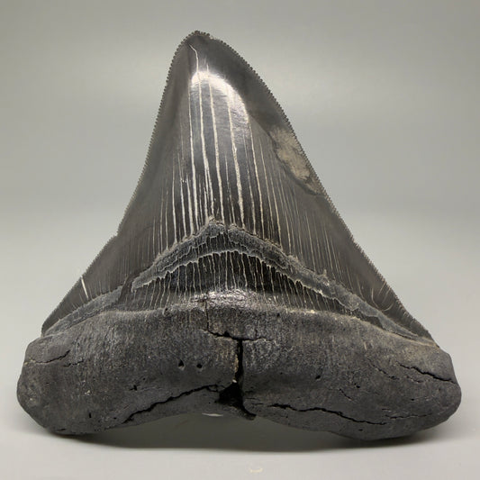 Front View Authentic 4.59" Lateral Megalodon Tooth – Colorful Fossil Megalodon Tooth CM5409
