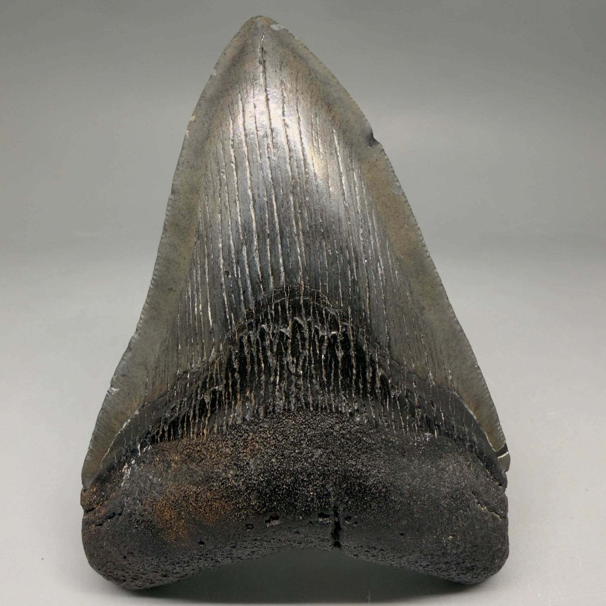 Front View Authentic 4.72" Megalodon Tooth from South Carolina – Great Shape megalodonteeth.com CM6673