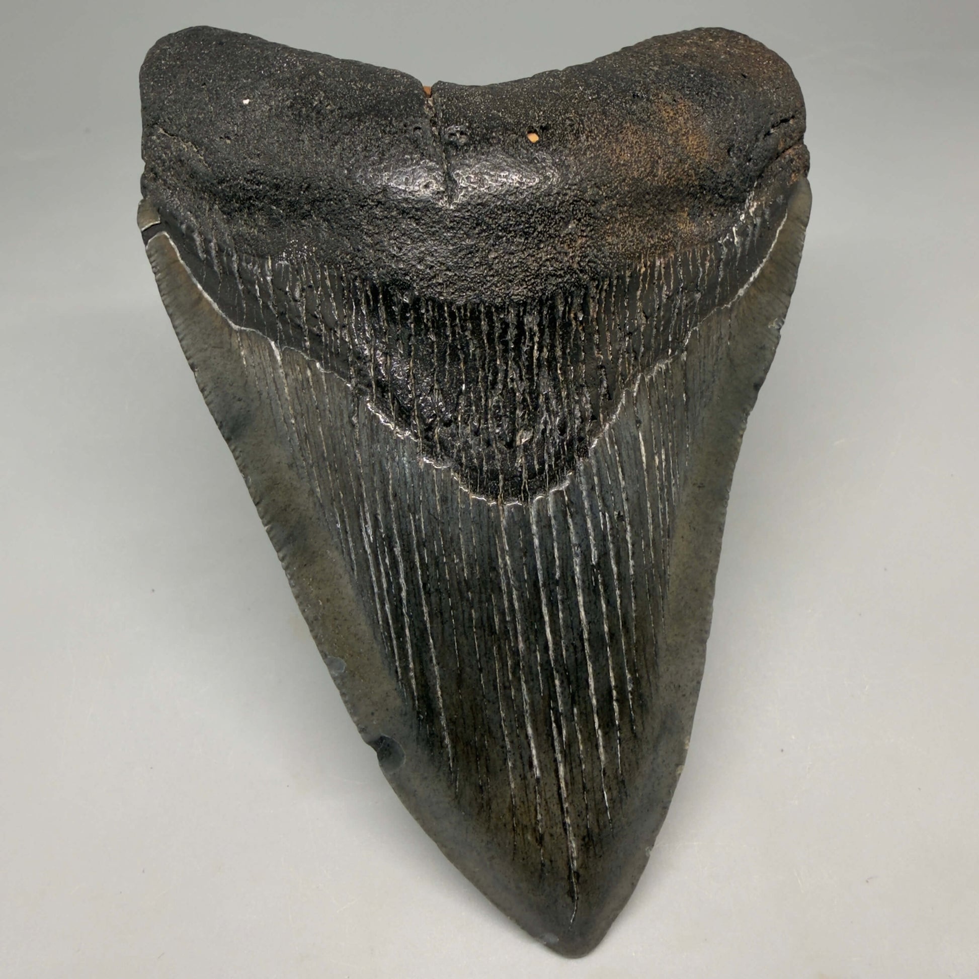 Front View Authentic 4.72" Megalodon Tooth from South Carolina – Great Shape megalodonteeth.com CM6673 - 1