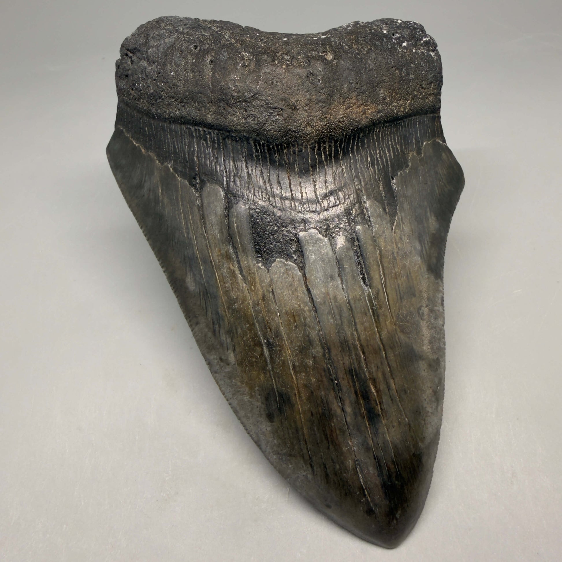 Front View Authentic 4.90" Megalodon Tooth from South Carolina – Great Shape megalodonteeth.com CM6674