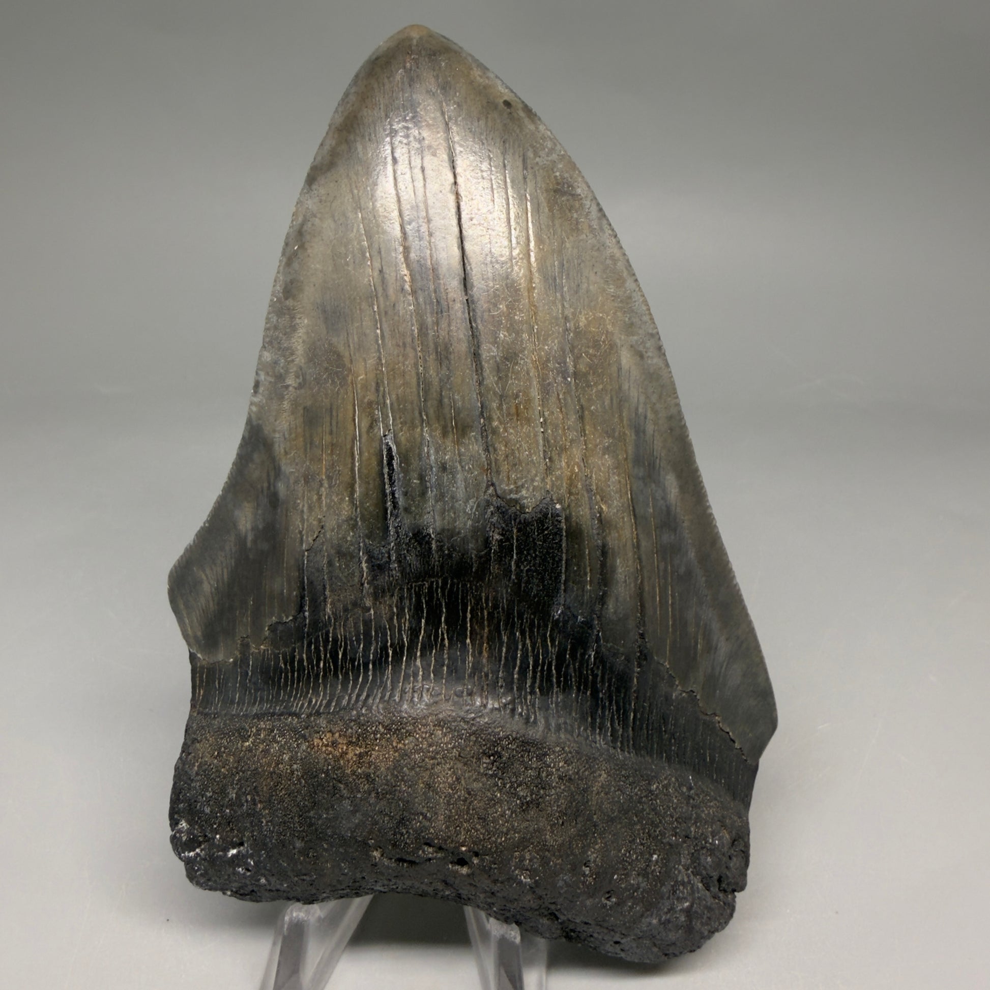 Front View Authentic 4.90" Megalodon Tooth from South Carolina – Great Shape megalodonteeth.com CM6674 - 1