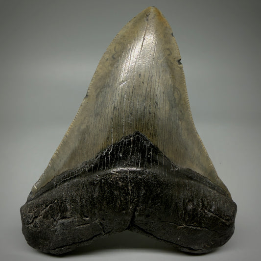 Front View Authentic 5.18" Collector Megalodon Tooth from South Carolina CM5957