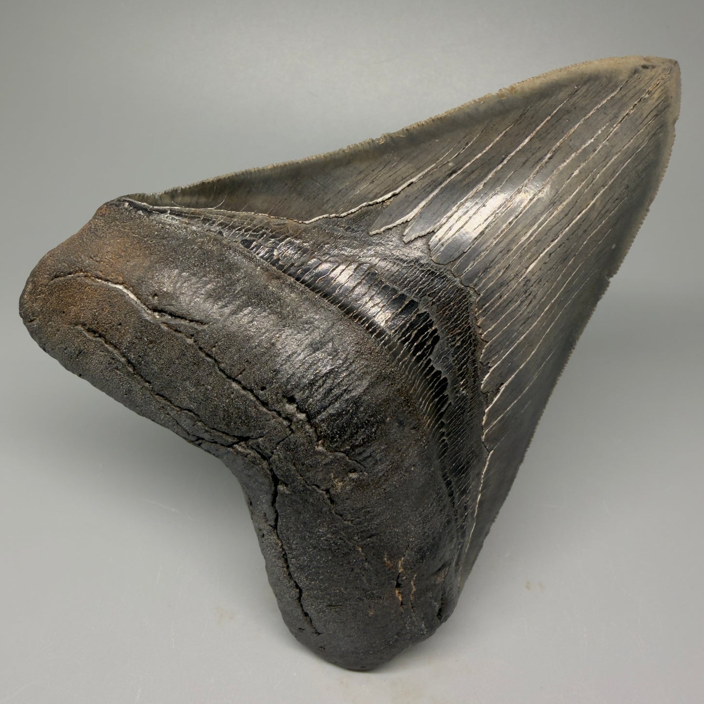Front View Authentic 5.20" Collector Megalodon Tooth from South Carolina – Rare Fossil for Sale CM5411 