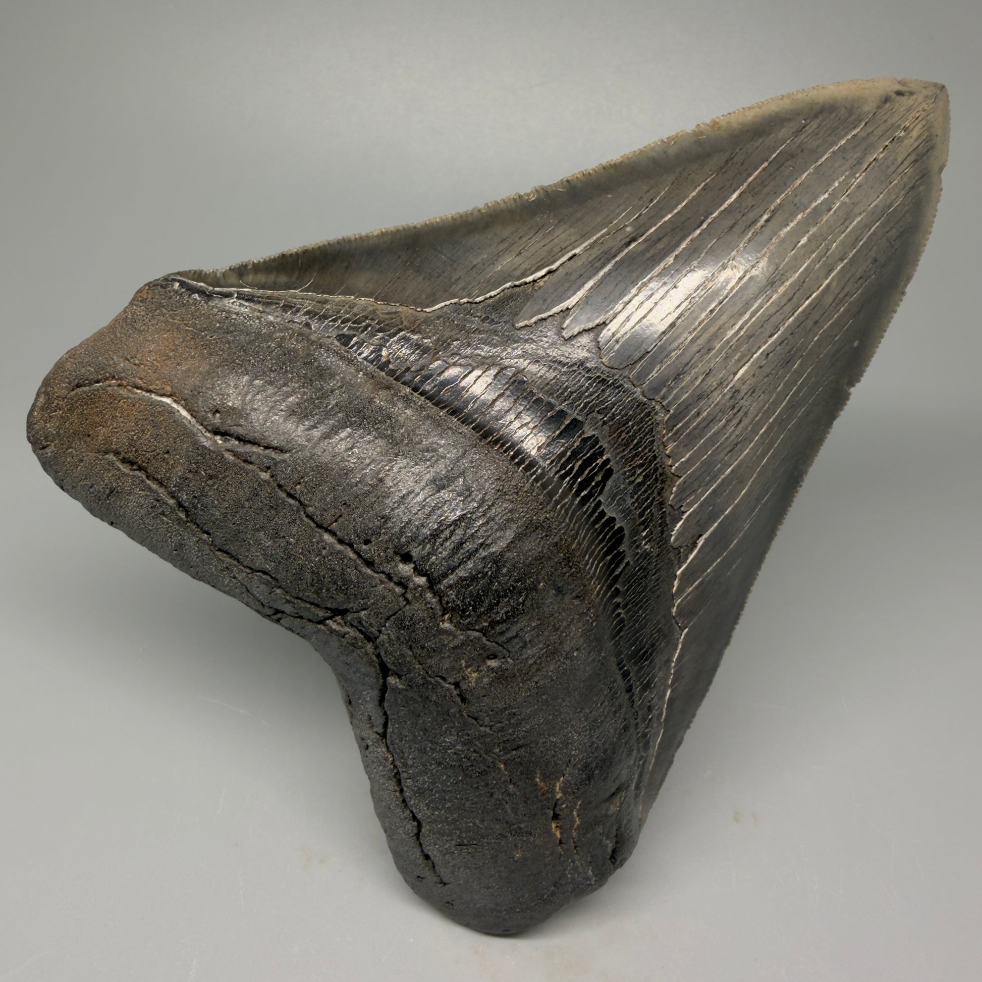 Front View Authentic 5.20" Collector Megalodon Tooth from South Carolina – Rare Fossil for Sale CM5411 