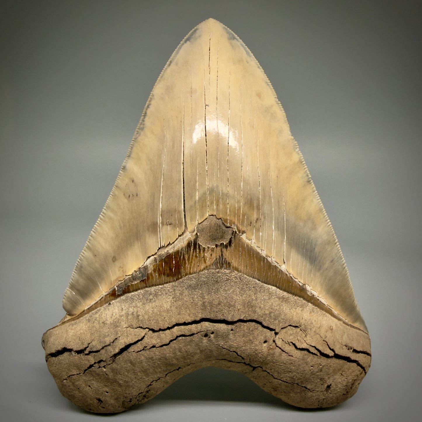 Front View Authentic 5.30" Collector Megalodon Tooth from South Carolina – Collector's Quality CM5485 
