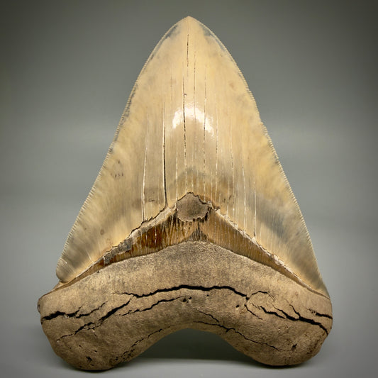 Front View Authentic 5.30" Collector Megalodon Tooth from South Carolina – Collector's Quality CM5485 