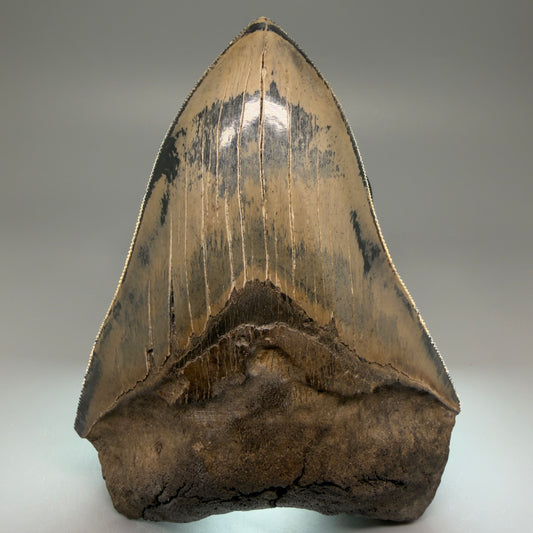 Front View Authentic 5.31" Collector Megalodon Tooth from South Carolina – Collector's Quality CM5522