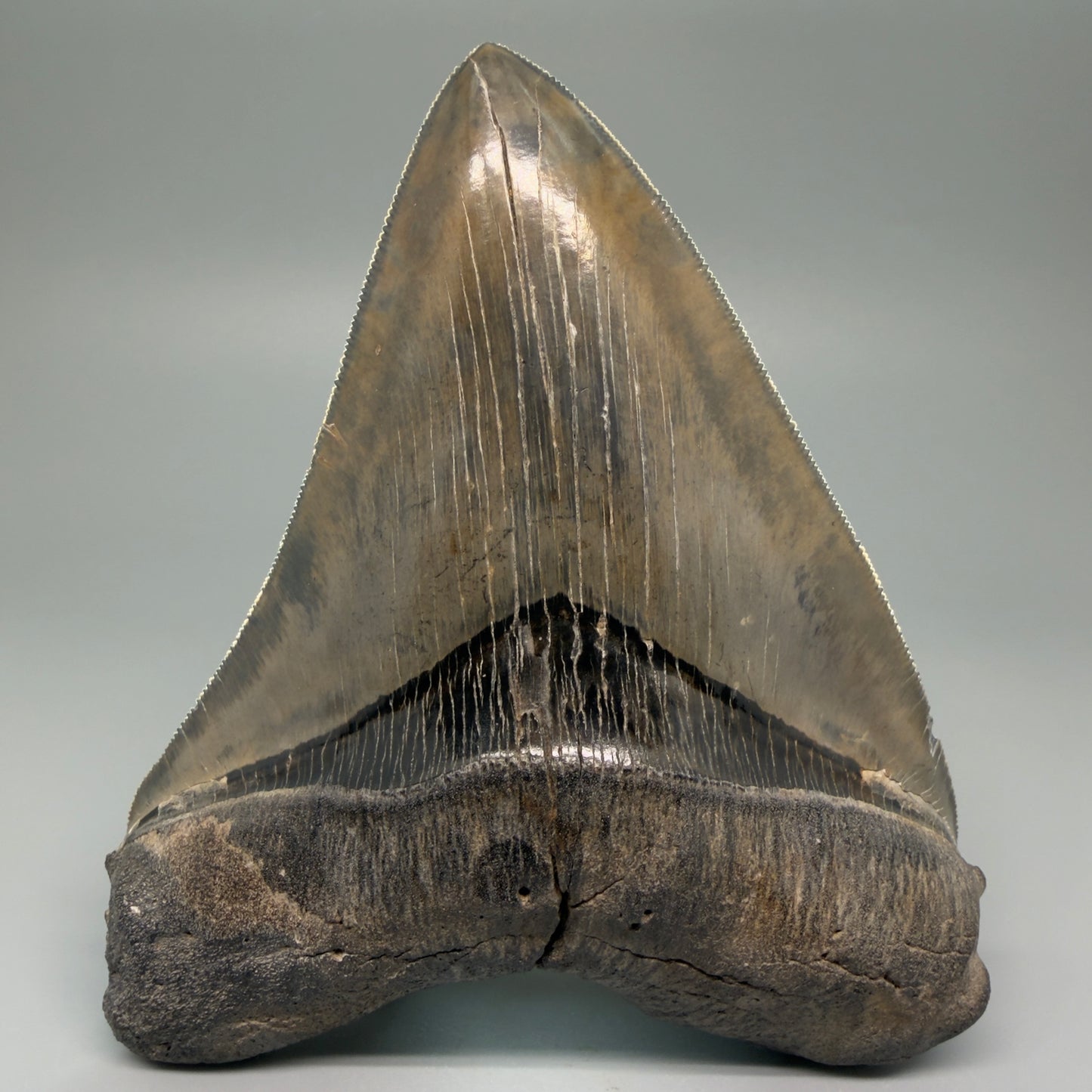 Front View Authentic 5.44" Collector Megalodon Tooth from South Carolina – Collector's Quality CM5523 