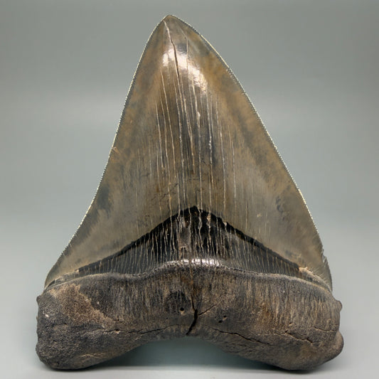 Front View Authentic 5.44" Collector Megalodon Tooth from South Carolina – Collector's Quality CM5523 