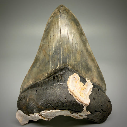 Front View Authentic 5.50" Collector Megalodon Tooth from South Carolina – Collector's Quality CM5484