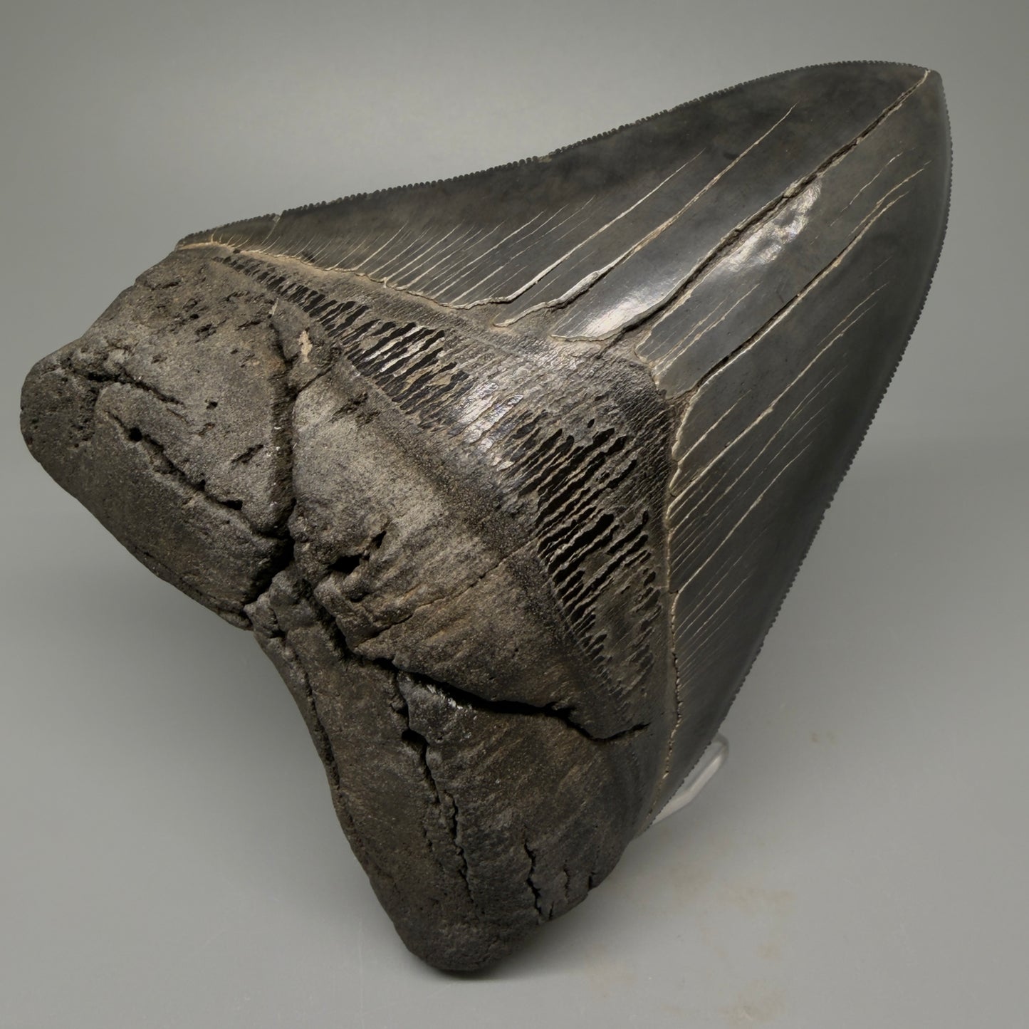 Front View Authentic 5.54" Collector Megalodon Tooth from South Carolina – Collector's Quality CM5413
