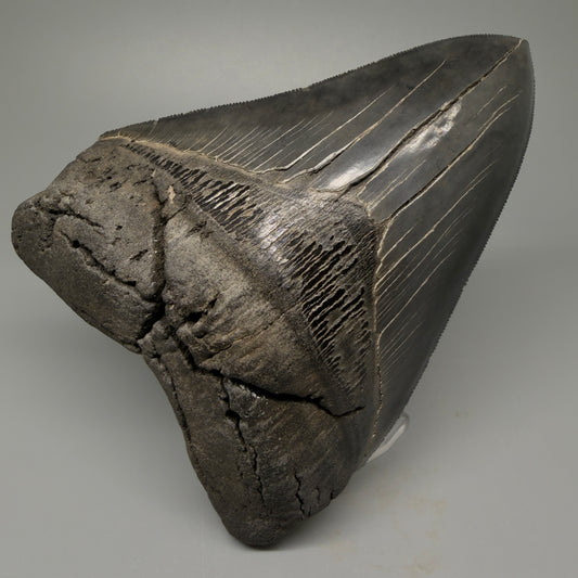 Front View Authentic 5.54" Collector Megalodon Tooth from South Carolina – Collector's Quality CM5413
