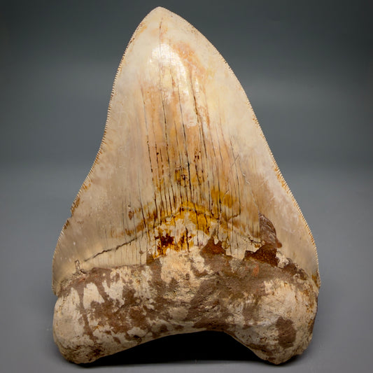 Front View Authentic, Collector's Quality 5.11″ Light colors Megalodon Tooth – West Java Indonesia CM6424 - 1