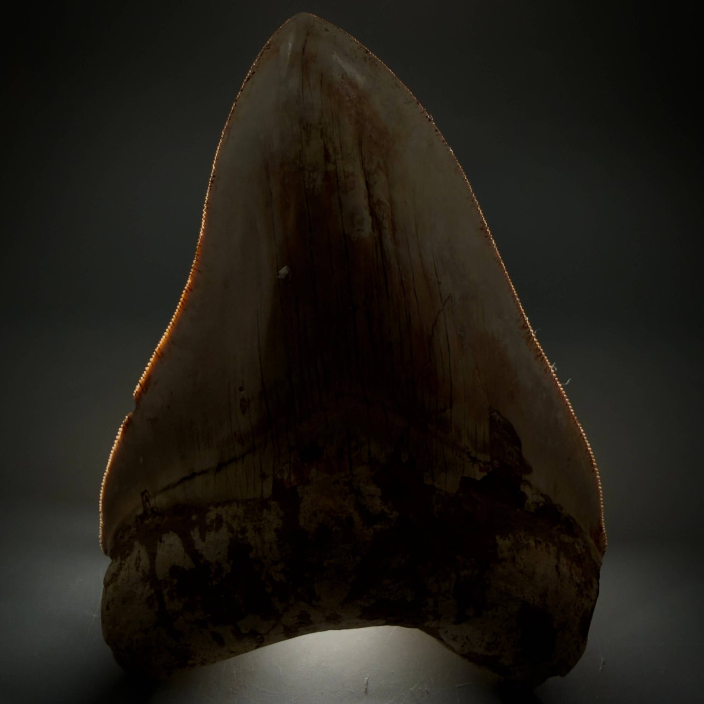 Front View Authentic, Collector's Quality 5.11″ Light colors Megalodon Tooth – West Java Indonesia CM6424 - 2