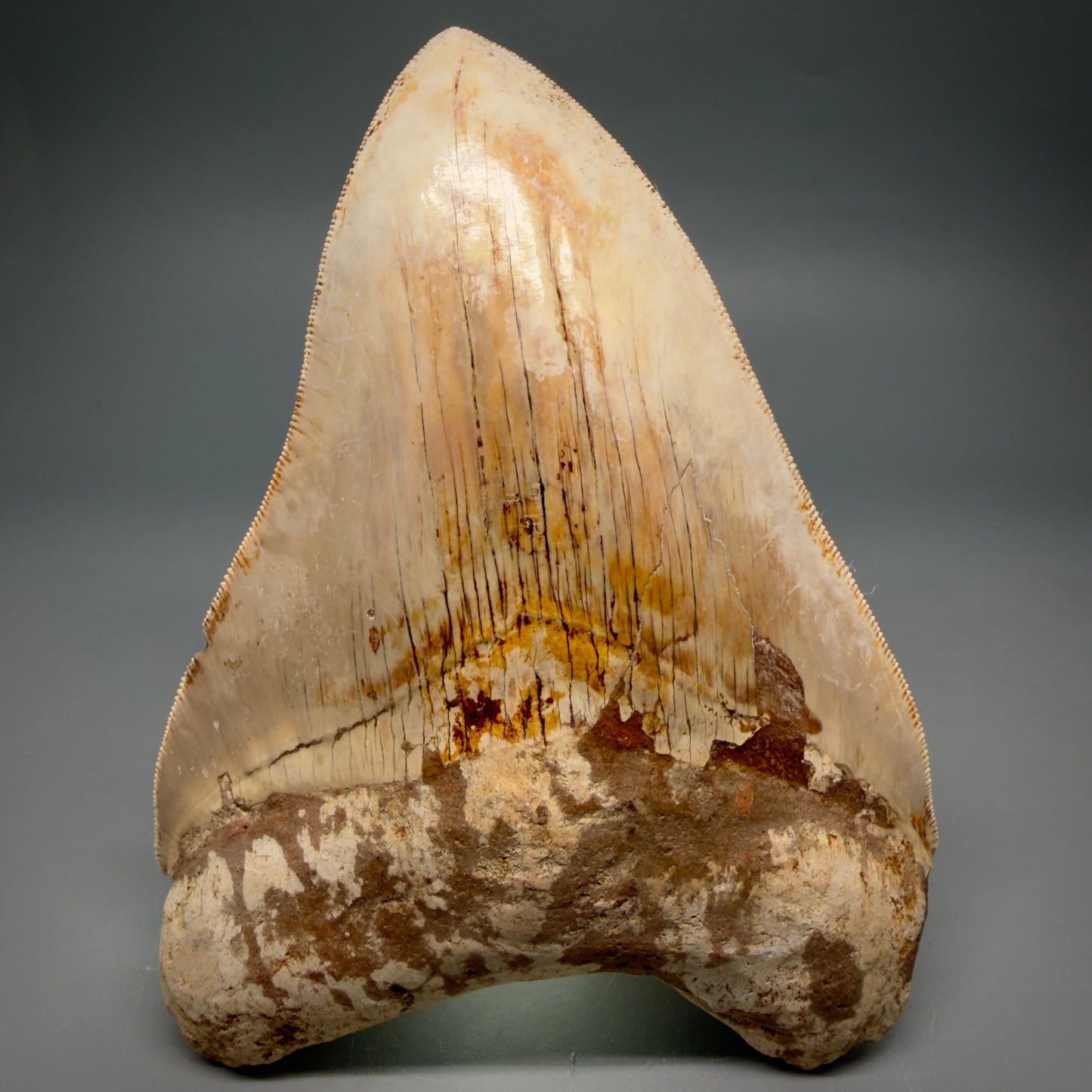 Front View Authentic, Collector's Quality 5.11″ Light colors Megalodon Tooth – West Java Indonesia CM6424 - 3