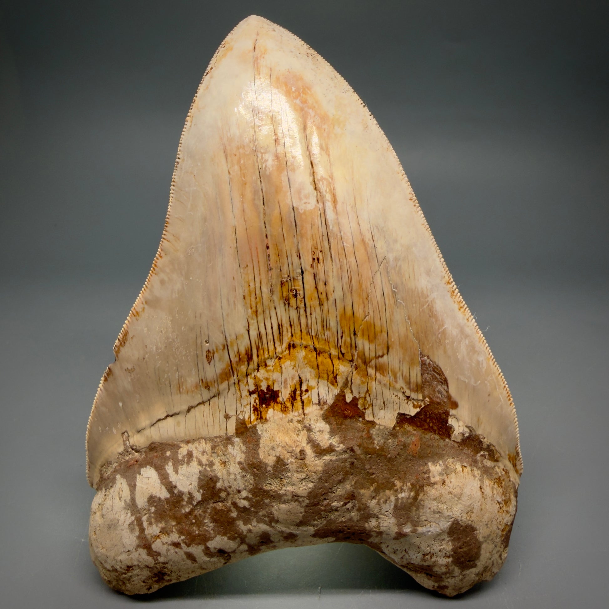 Front View Authentic, Collector's Quality 5.11″ Light colors Megalodon Tooth – West Java Indonesia CM6424 - 3