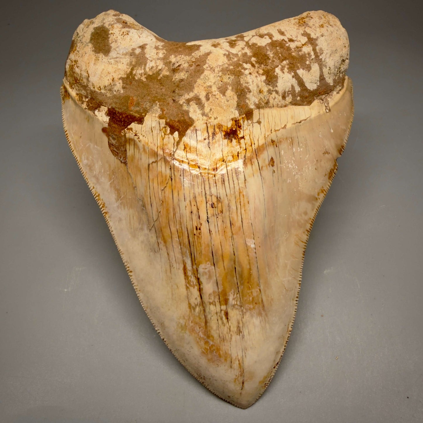 Front View Authentic, Collector's Quality 5.11″ Light colors Megalodon Tooth – West Java Indonesia CM6424