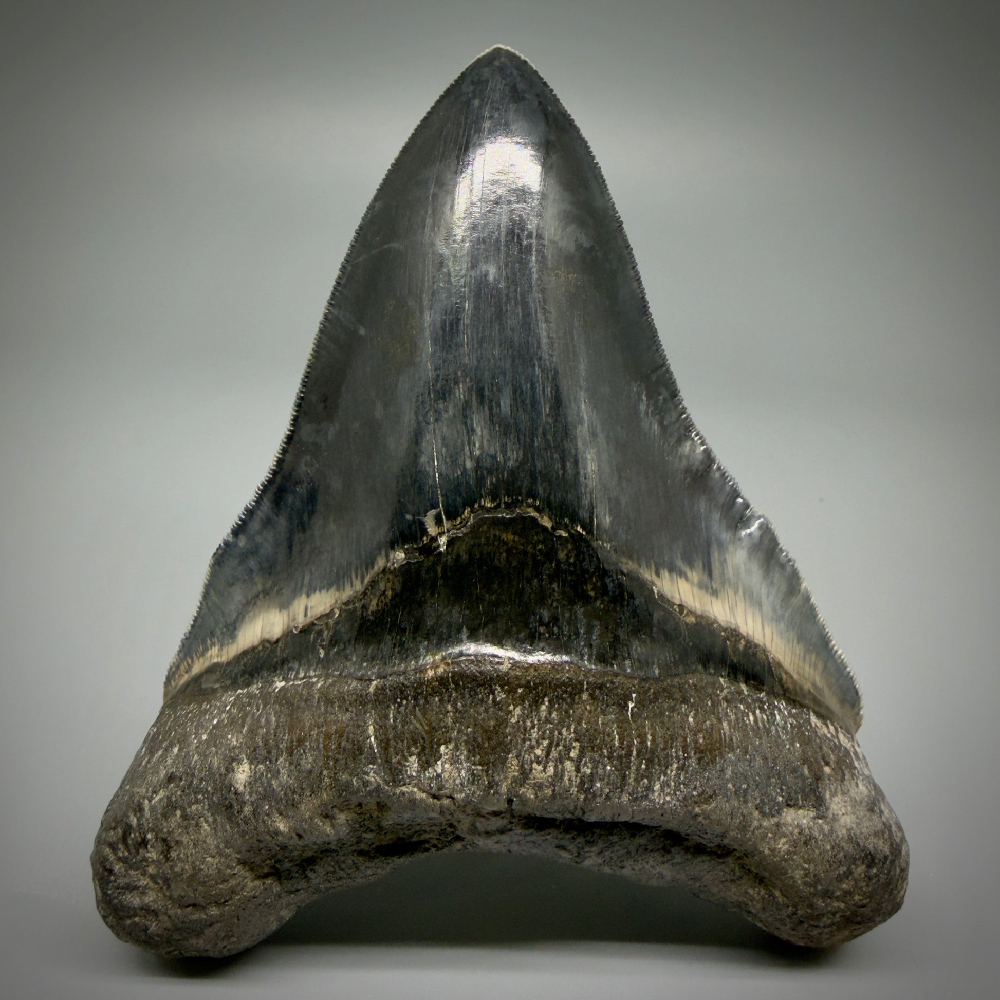 Front View Authentic, Collector's quality 5.05″ Colorful Megalodon Tooth – West Java Indonesia CM5487 