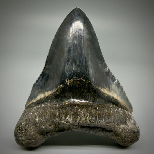 Front View Authentic, Collector's quality 5.05″ Colorful Megalodon Tooth – West Java Indonesia CM5487 