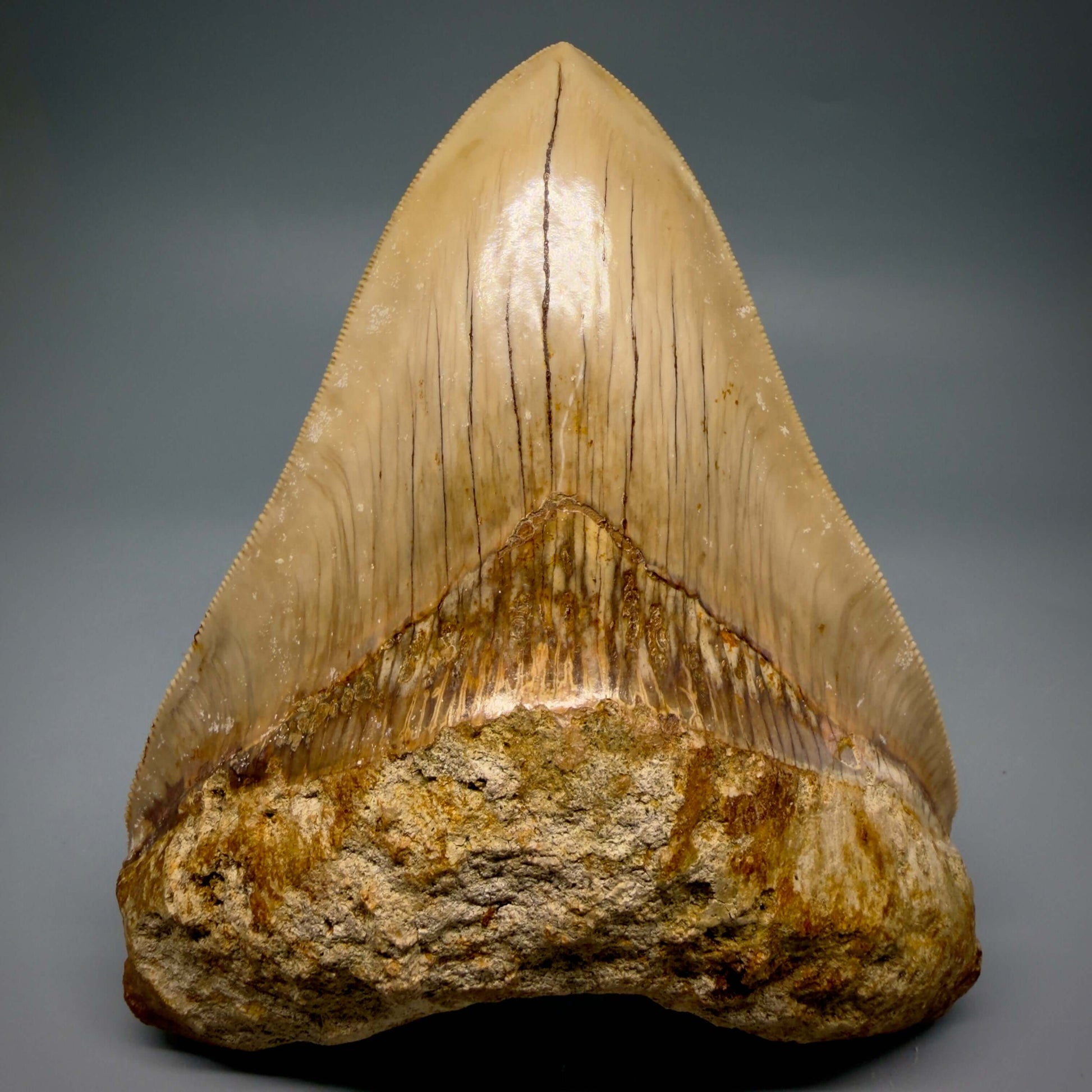 Front View Authentic, Collector's quality 5.25″ Colorful Megalodon Tooth – West Java Indonesia CM6425
