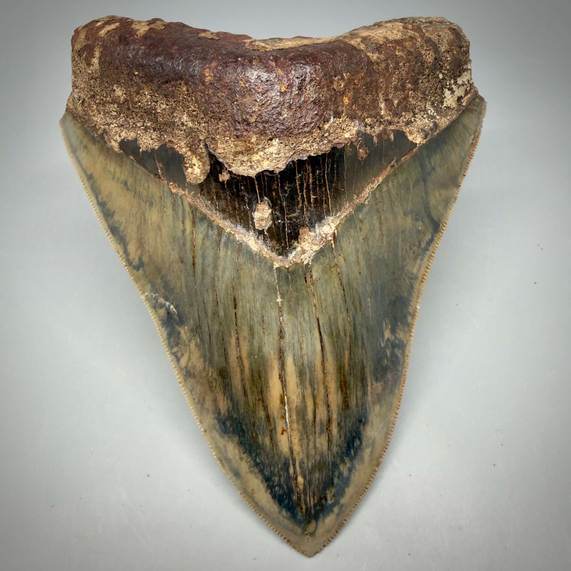 Front View Authentic, Collector's quality 5.25″ Colorful Megalodon Tooth – West Java Indonesia MJ181 - 1