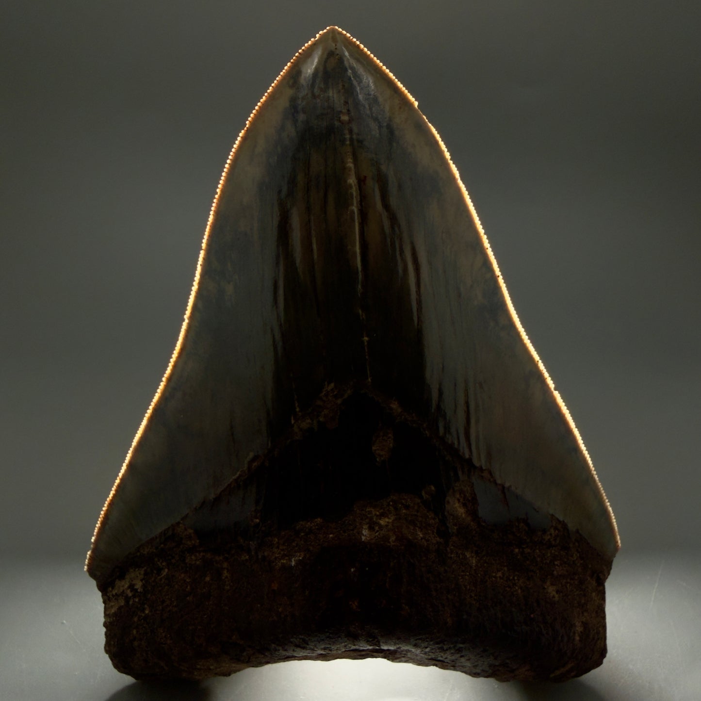 Front View Authentic, Collector's quality 5.25″ Colorful Megalodon Tooth – West Java Indonesia MJ181 - 2