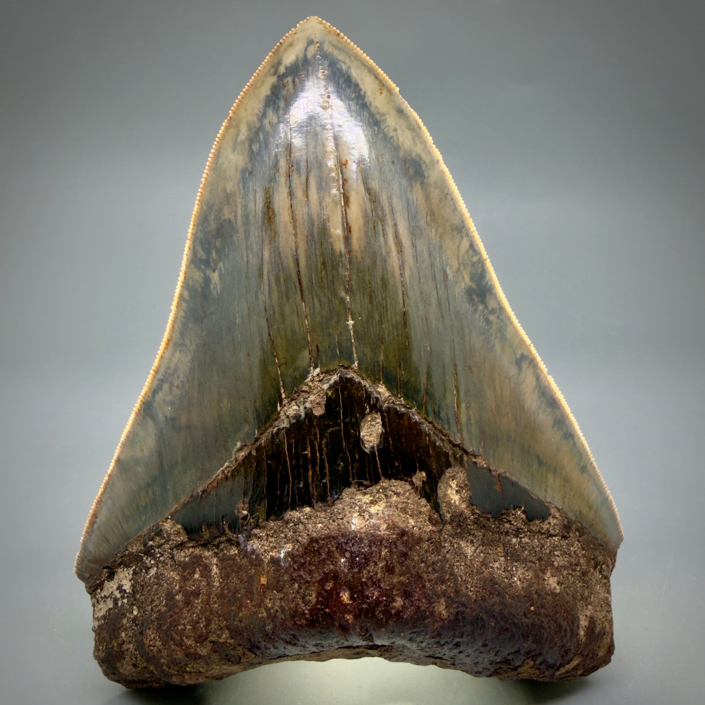 Front View Authentic, Collector's quality 5.25″ Colorful Megalodon Tooth – West Java Indonesia MJ181 - 3