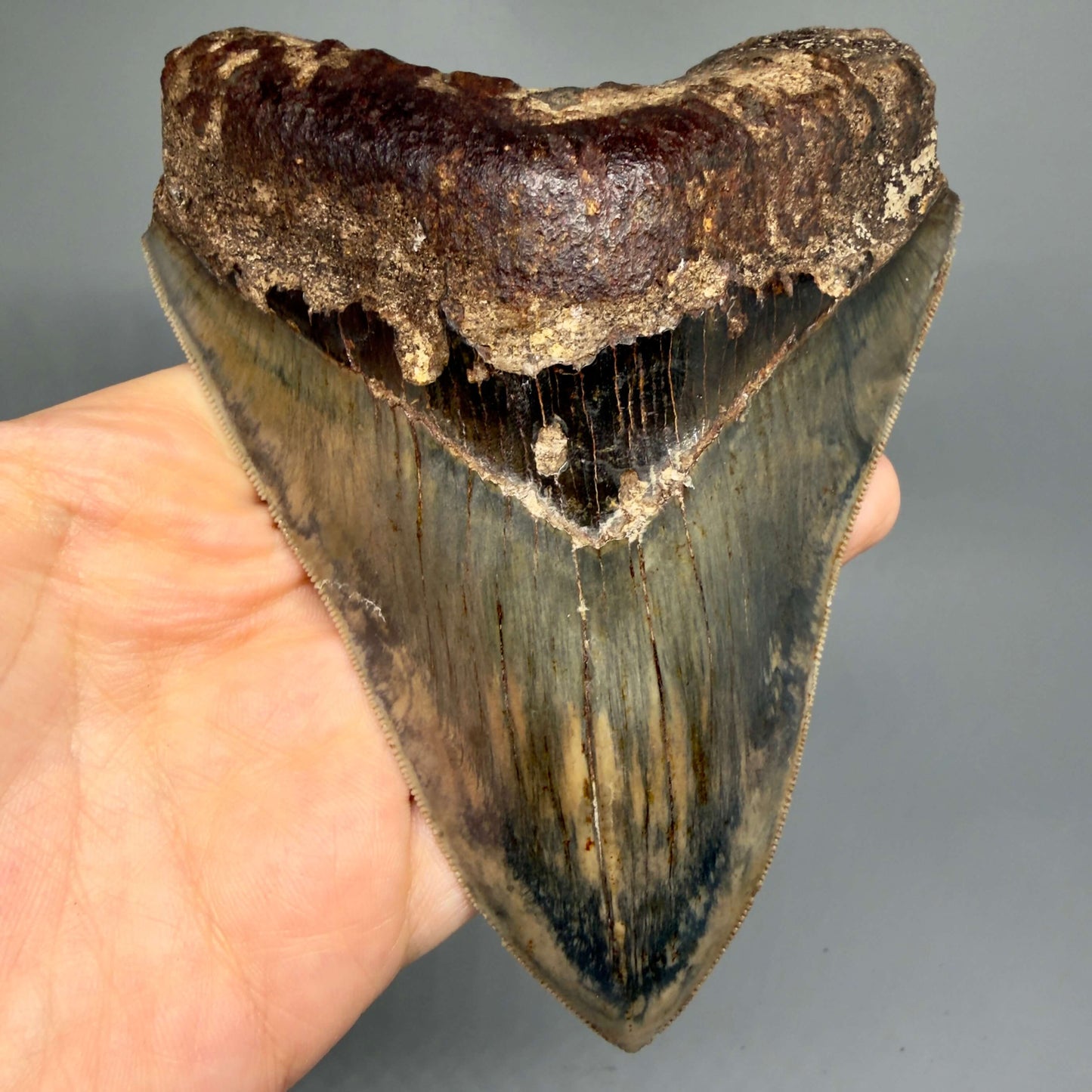 Front View Authentic, Collector's quality 5.25″ Colorful Megalodon Tooth – West Java Indonesia MJ181 - 4
