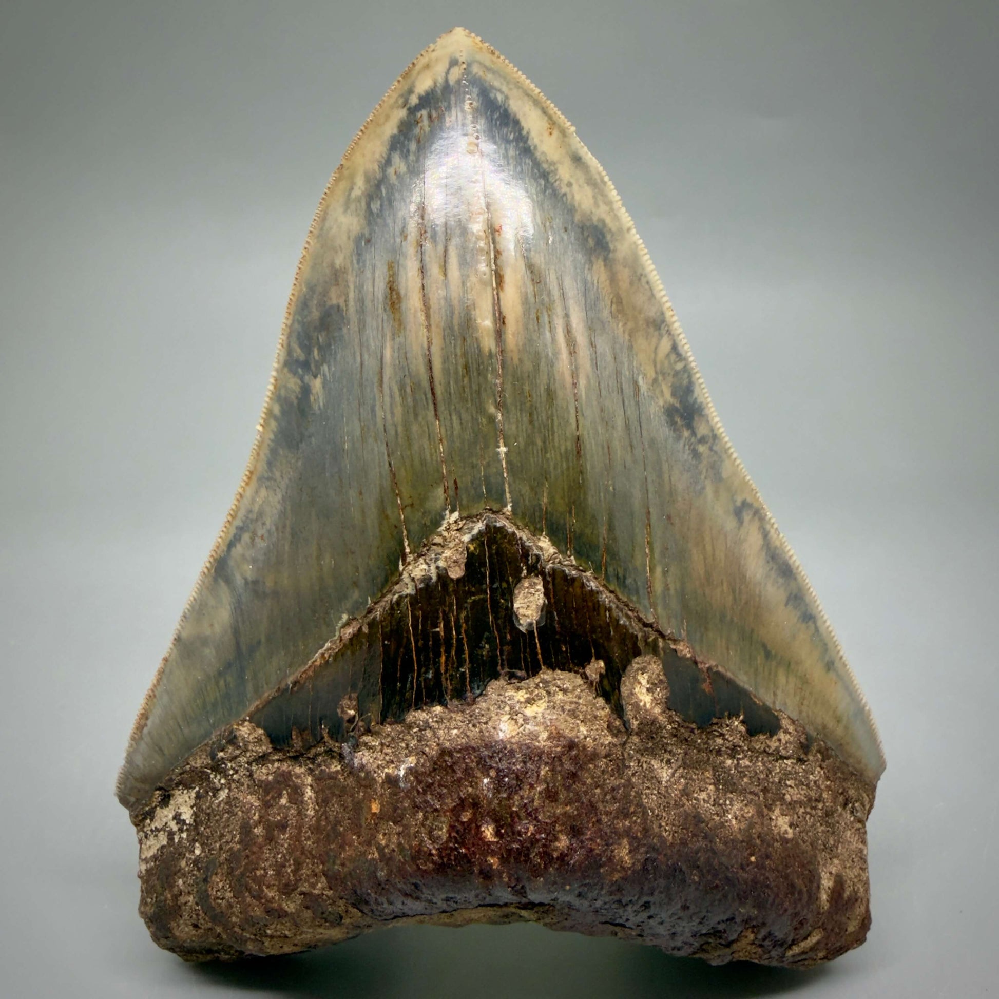 Front View Authentic, Collector's quality 5.25″ Colorful Megalodon Tooth – West Java Indonesia MJ181