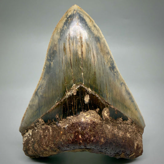 Front View Authentic, Collector's quality 5.25″ Colorful Megalodon Tooth – West Java Indonesia MJ181