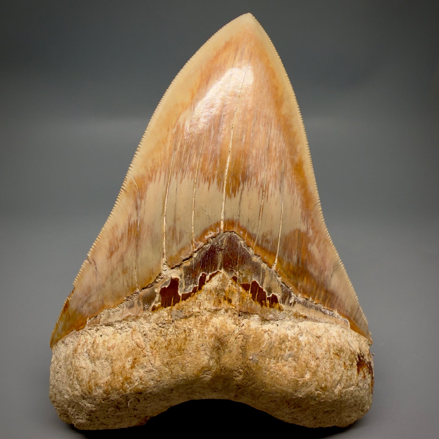 Front View Authentic, Collector's quality 5.57″ Colorful Megalodon Tooth – West Java Indonesia CM6382 - 1