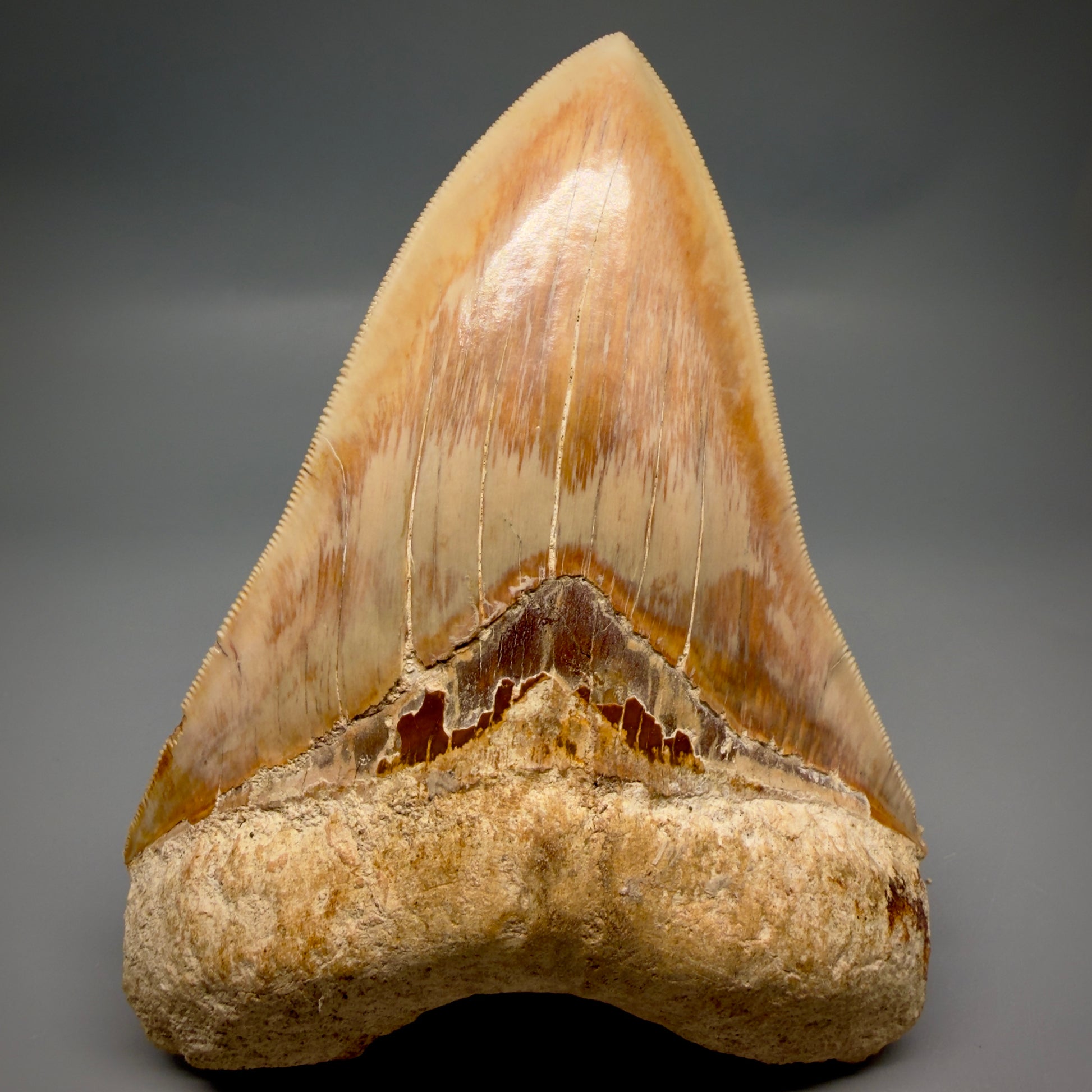 Front View Authentic, Collector's quality 5.57″ Colorful Megalodon Tooth – West Java Indonesia CM6382 - 1