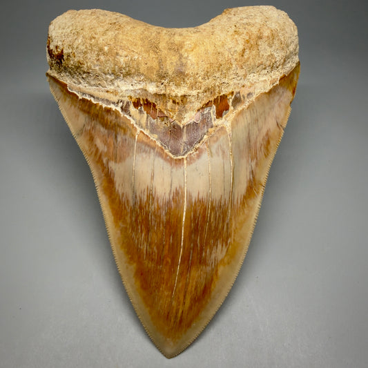 Front View Authentic, Collector's quality 5.57″ Colorful Megalodon Tooth – West Java Indonesia CM6382
