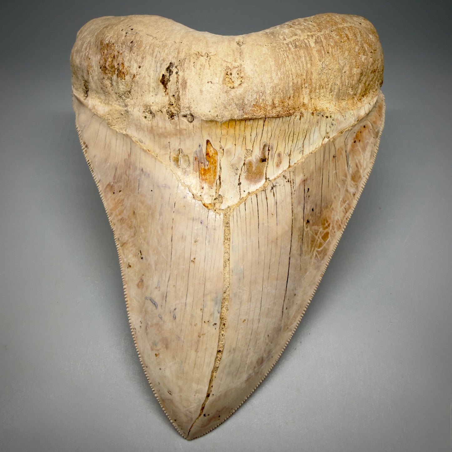 Front View Authentic, Collector's quality 5.57″ Colorful Megalodon Tooth – West Java Indonesia CM6383 - 1