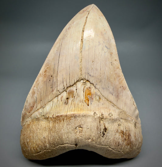Front View Authentic, Collector's quality 5.57″ Colorful Megalodon Tooth – West Java Indonesia CM6383