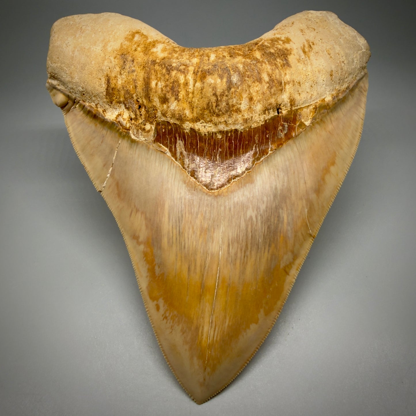Front View Authentic, Collector's quality 5.67″ Colorful Megalodon Tooth – West Java Indonesia CM6381