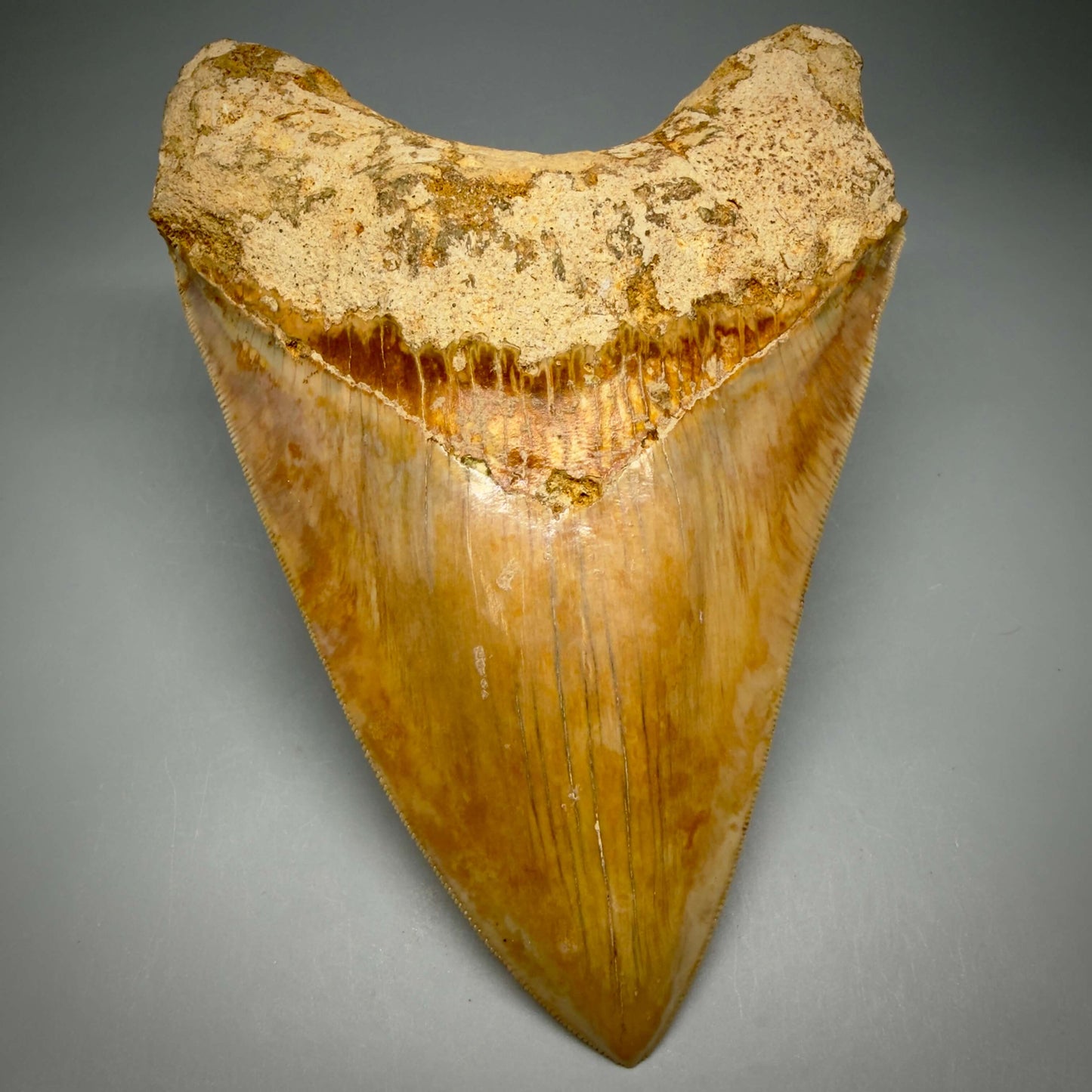 Front View Authentic, Collector's quality 5.83″ Colorful Megalodon Tooth – West Java Indonesia MJ183 - 1