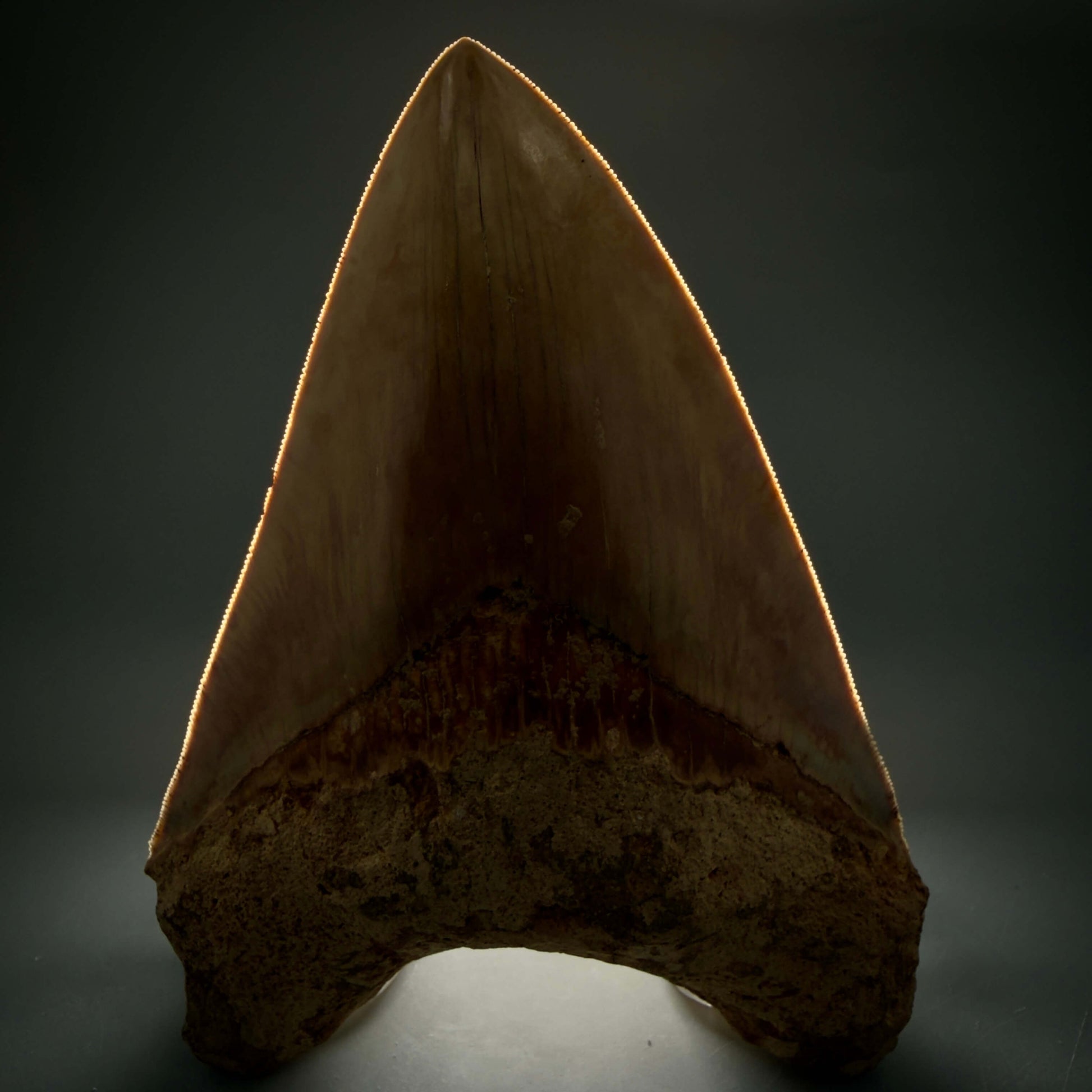 Front View Authentic, Collector's quality 5.83″ Colorful Megalodon Tooth – West Java Indonesia MJ183 - 2