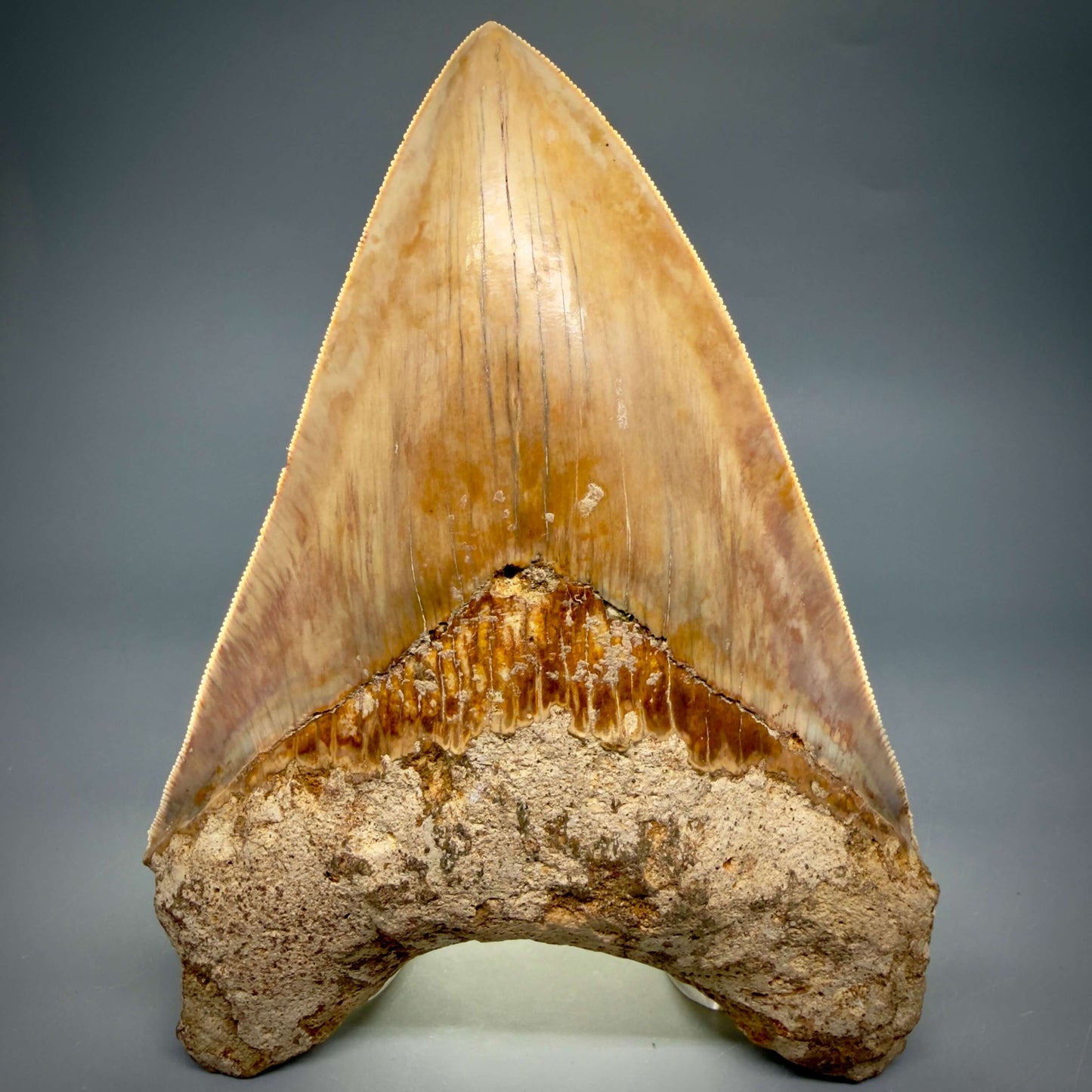 Front View Authentic, Collector's quality 5.83″ Colorful Megalodon Tooth – West Java Indonesia MJ183 - 3