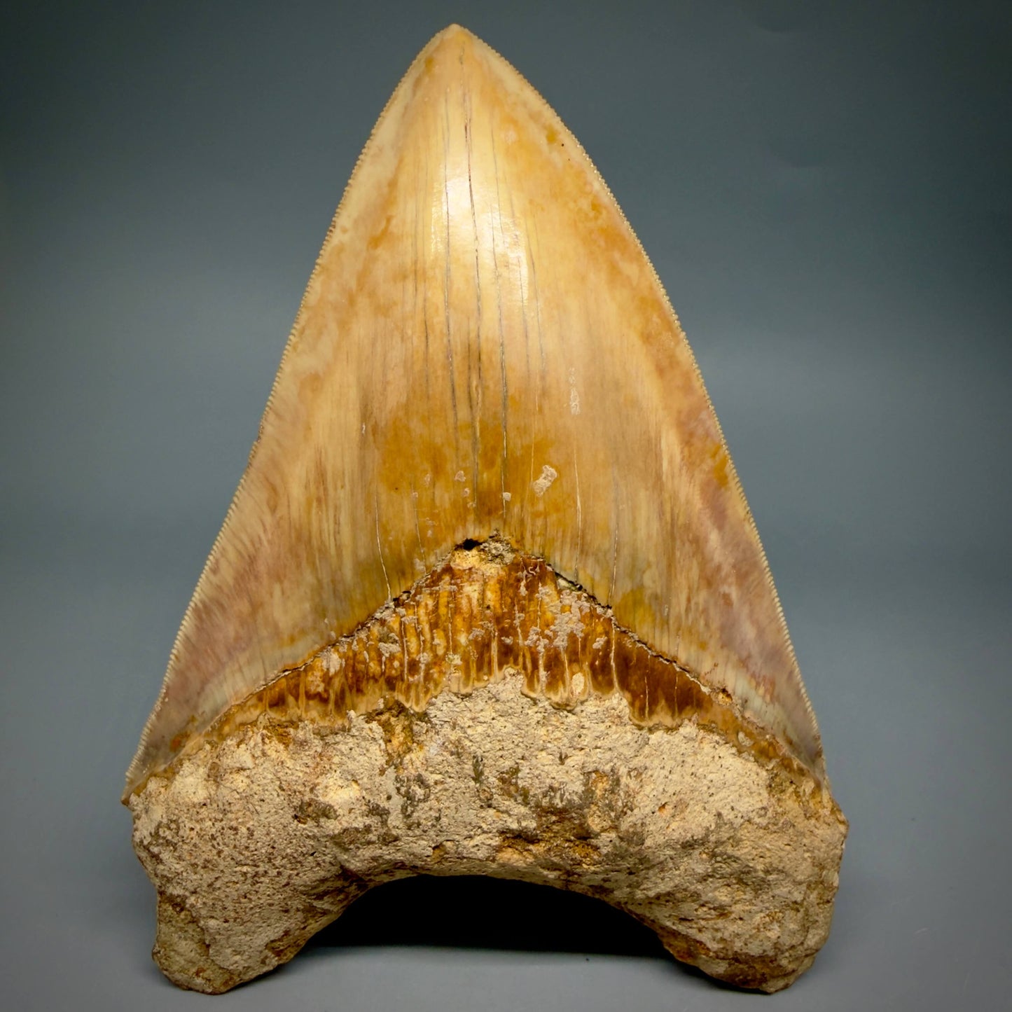Front View Authentic, Collector's quality 5.83″ Colorful Megalodon Tooth – West Java Indonesia MJ183