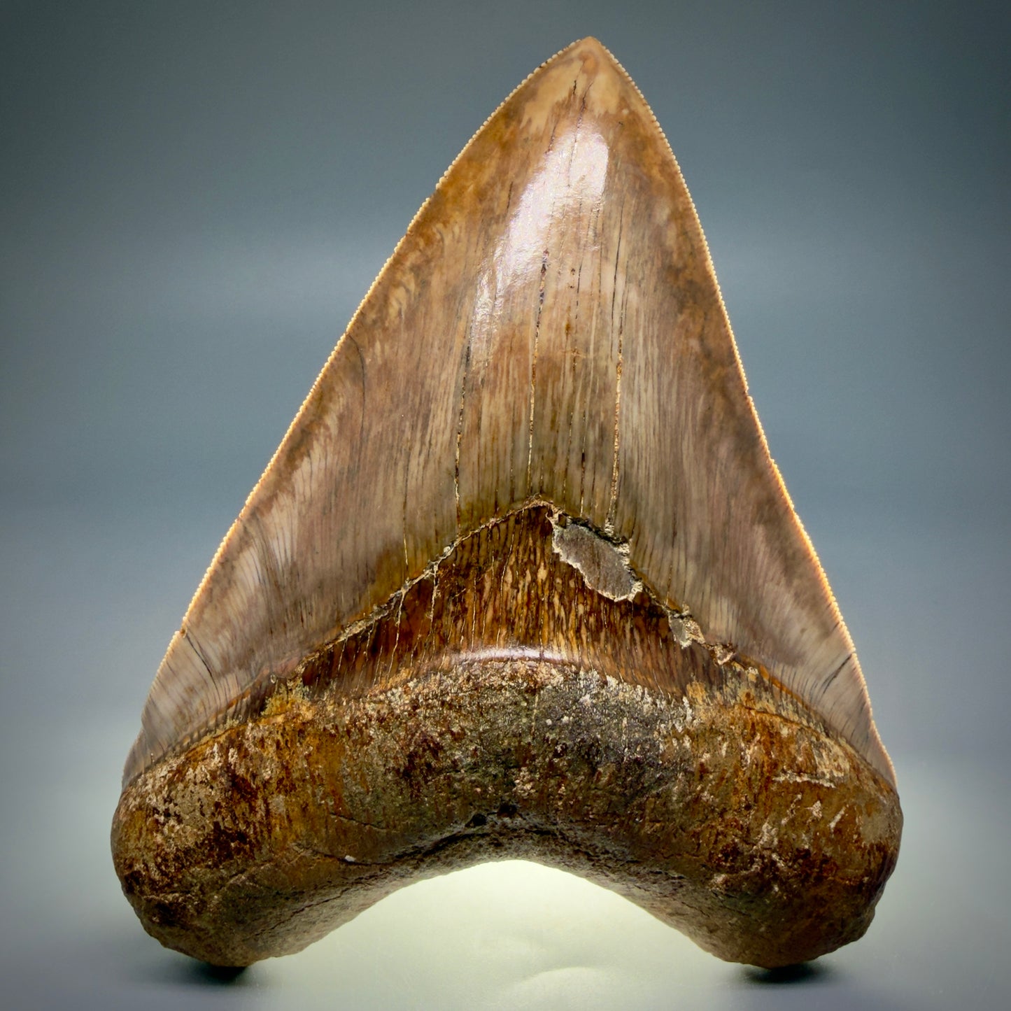 Front View Authentic, Collector's quality 5.92″ Colorful Megalodon Tooth – West Java Indonesia CM5488