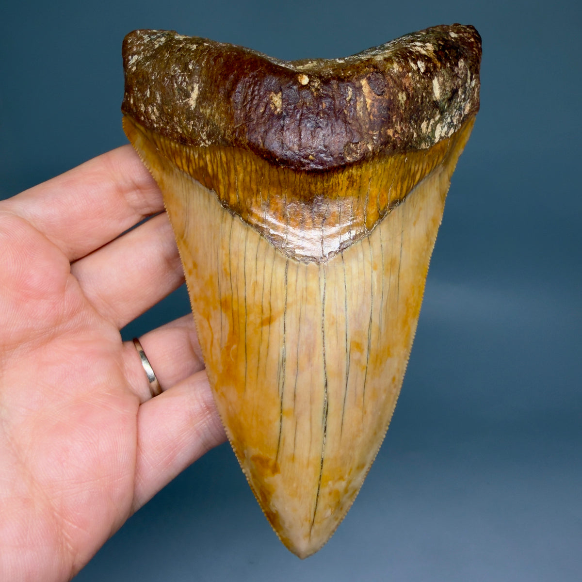 Front View Authentic, Collector's quality Lower 5.23″ Colorful Megalodon Tooth – West Java Indonesia megalodontooth.com CM6745