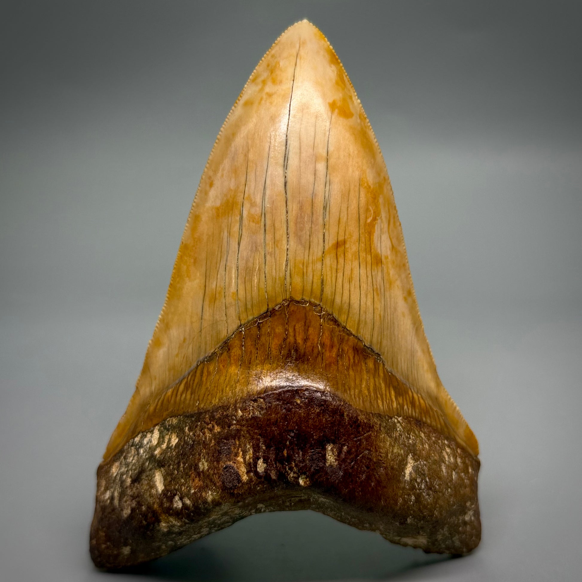 Front View Authentic, Collector's quality Lower 5.23″ Colorful Megalodon Tooth – West Java Indonesia megalodontooth.com CM6745 - 1