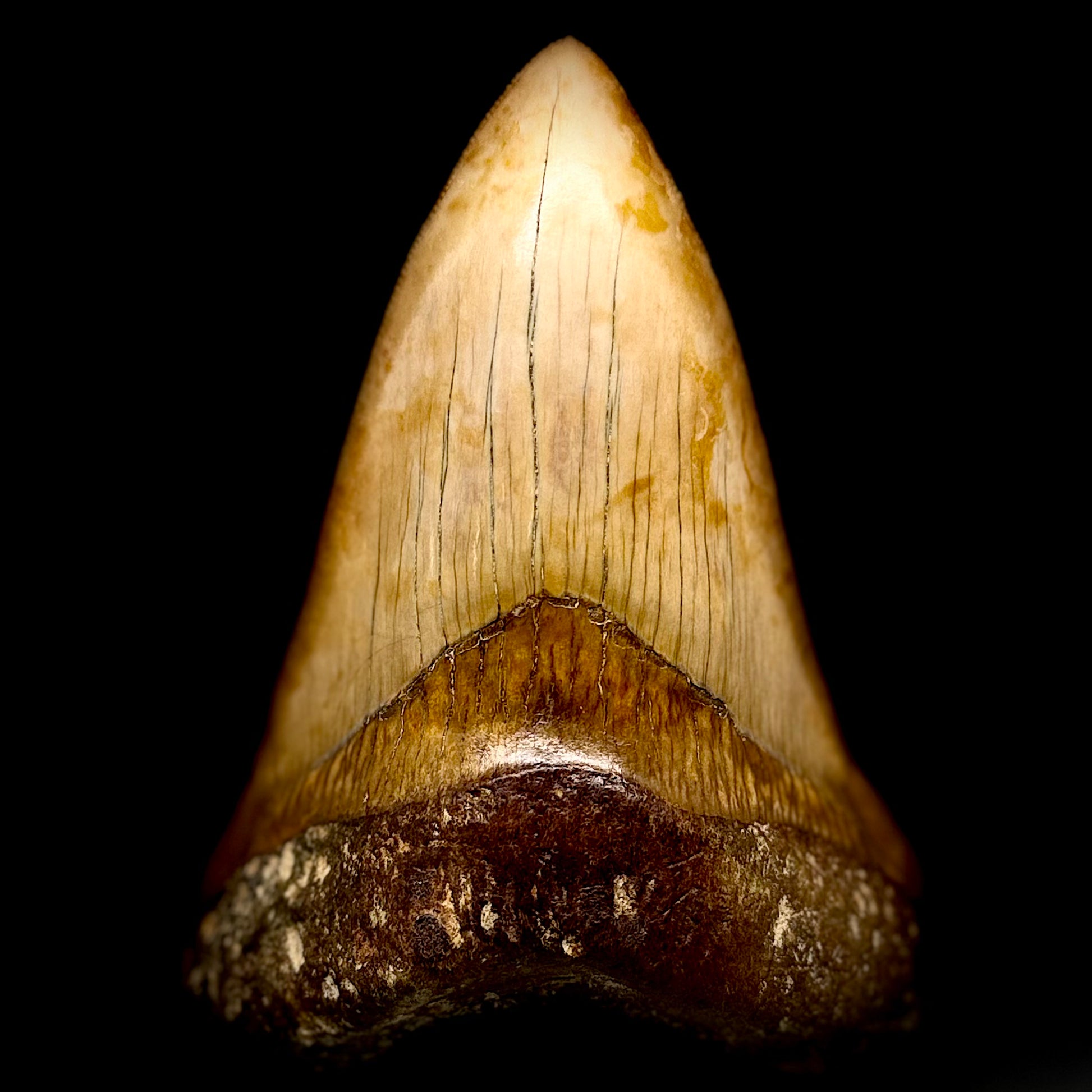 Front View Authentic, Collector's quality Lower 5.23″ Colorful Megalodon Tooth – West Java Indonesia megalodontooth.com CM6745 - 2