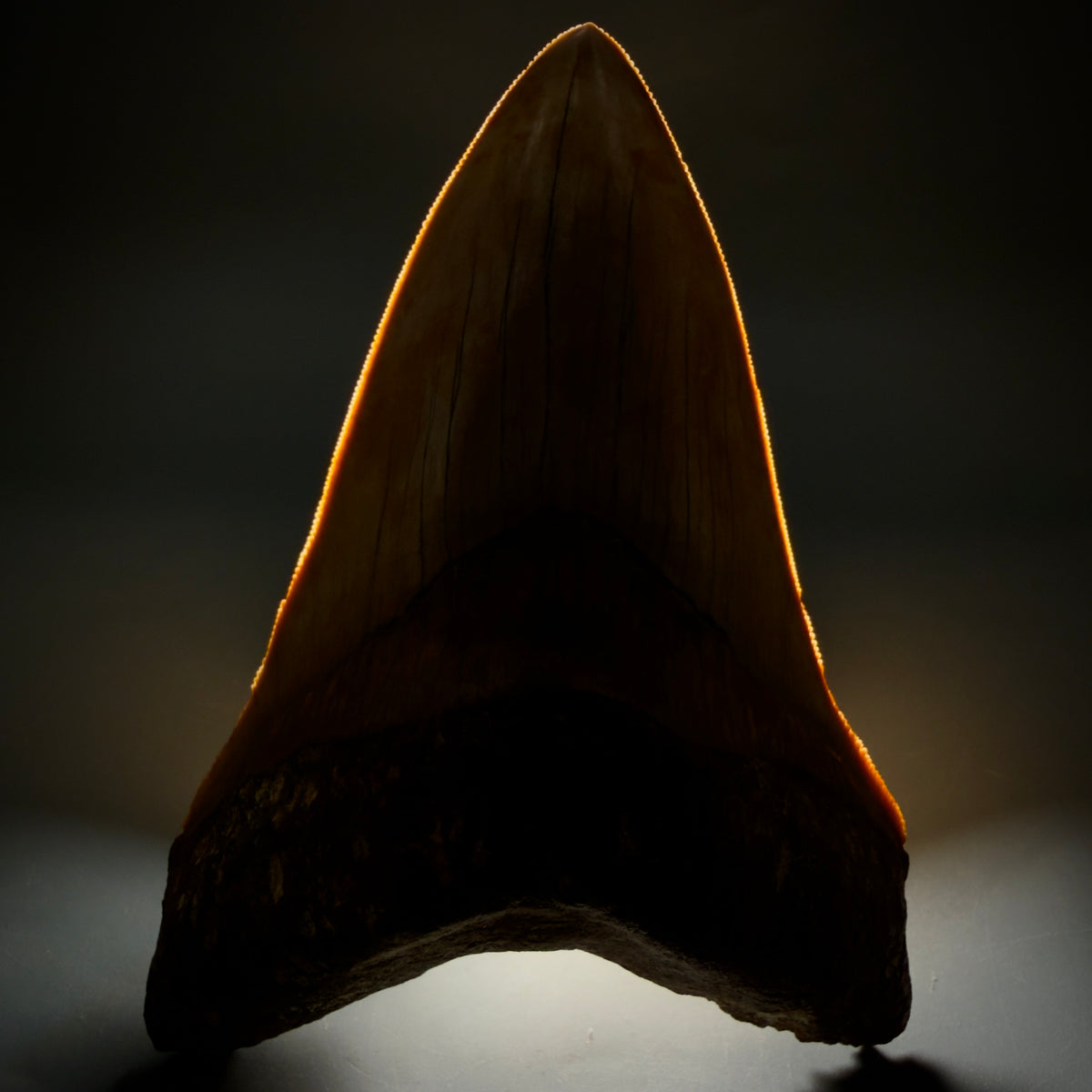 Front View Authentic, Collector's quality Lower 5.23″ Colorful Megalodon Tooth – West Java Indonesia megalodontooth.com CM6745 - 3