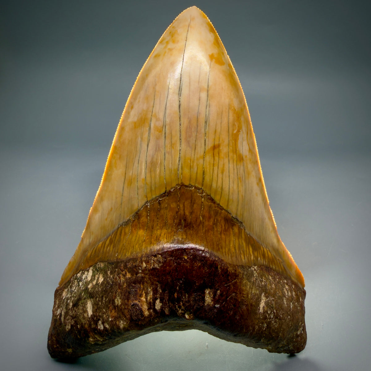 Front View Authentic, Collector's quality Lower 5.23″ Colorful Megalodon Tooth – West Java Indonesia megalodontooth.com CM6745 - 4