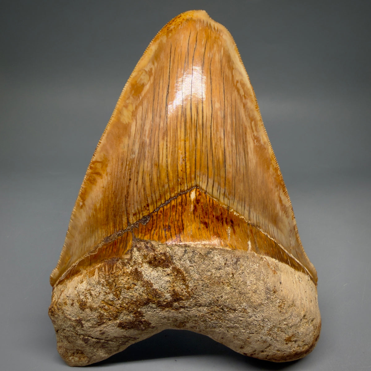 Front View Authentic, Collector's quality deformed 5.62″ Colorful Megalodon Tooth – West Java Indonesia megalodonteeth.com CM6747
